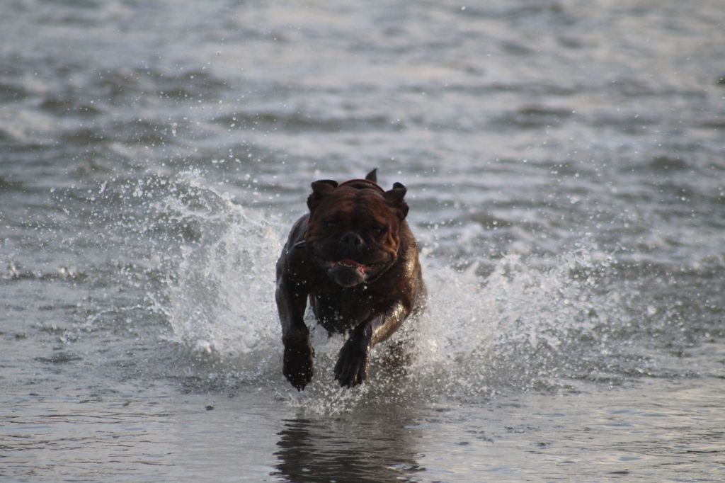 Les Bulldog continental de l'affixe De La Baie Des Samariens