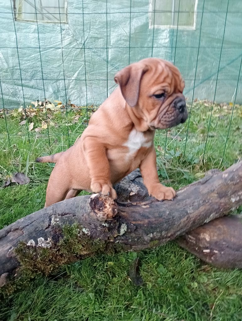 De La Baie Des Samariens - Chiot disponible  - Bulldog continental