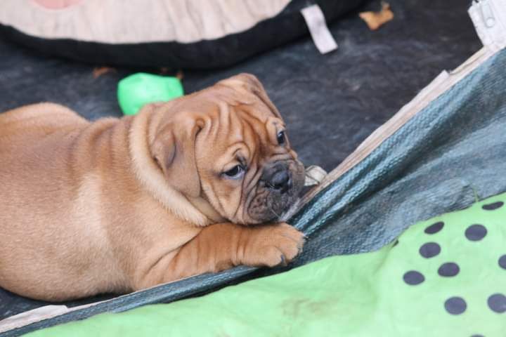 De La Baie Des Samariens - Chiot disponible  - Bulldog continental