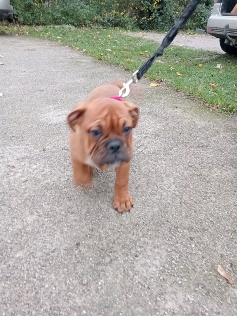 De La Baie Des Samariens - Chiot disponible  - Bulldog continental