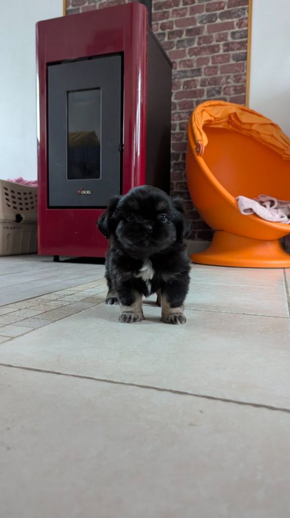 De La Baie Des Samariens - Chiots disponibles - Epagneul tibetain