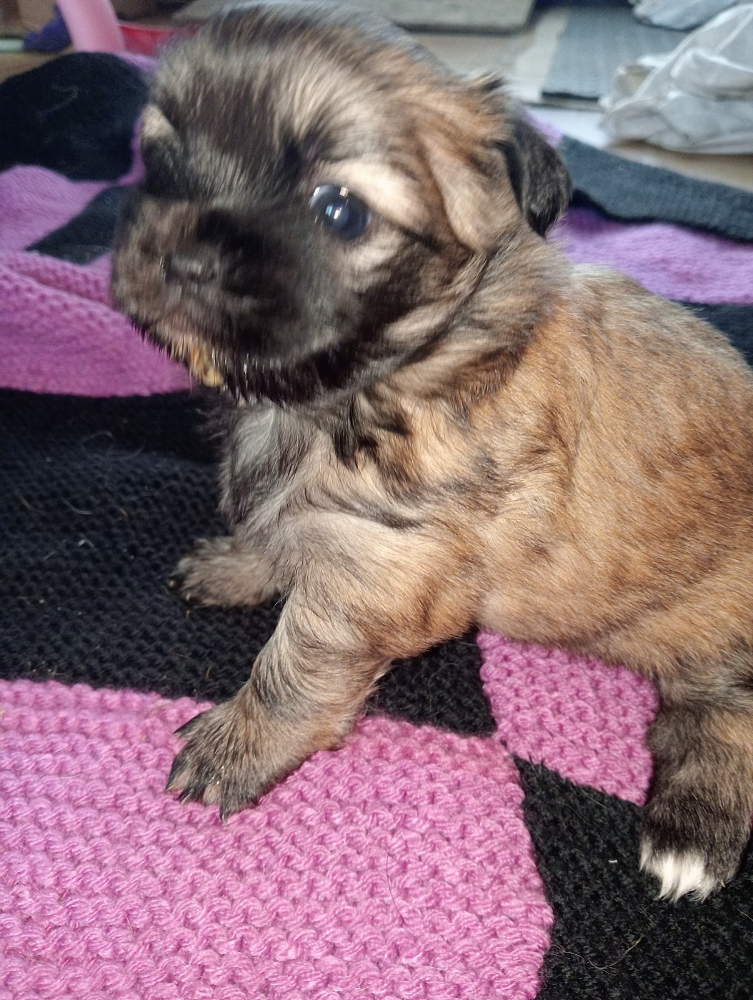 De La Baie Des Samariens - Chiots disponibles - Epagneul tibetain