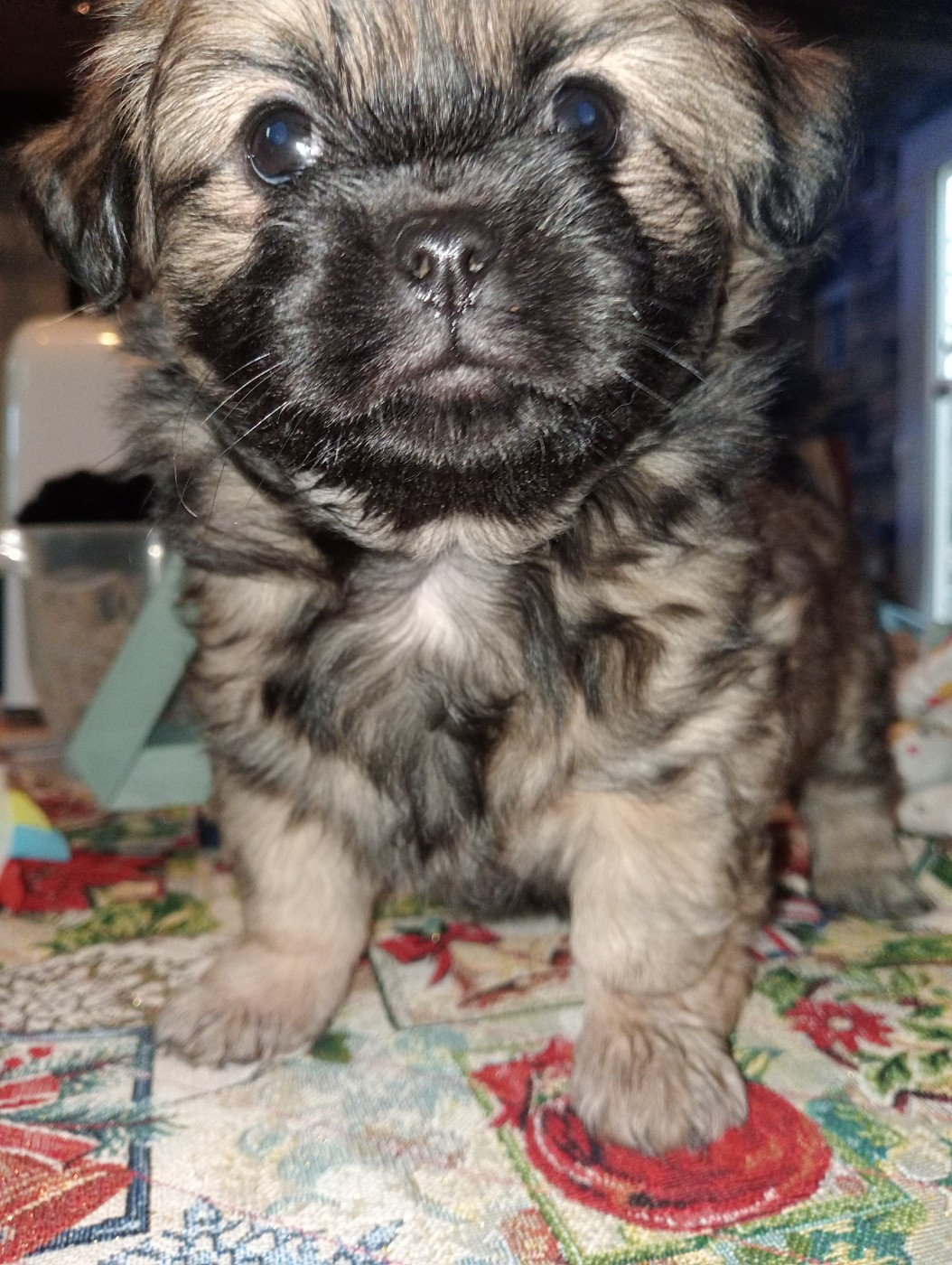 De La Baie Des Samariens - Chiots disponibles - Epagneul tibetain