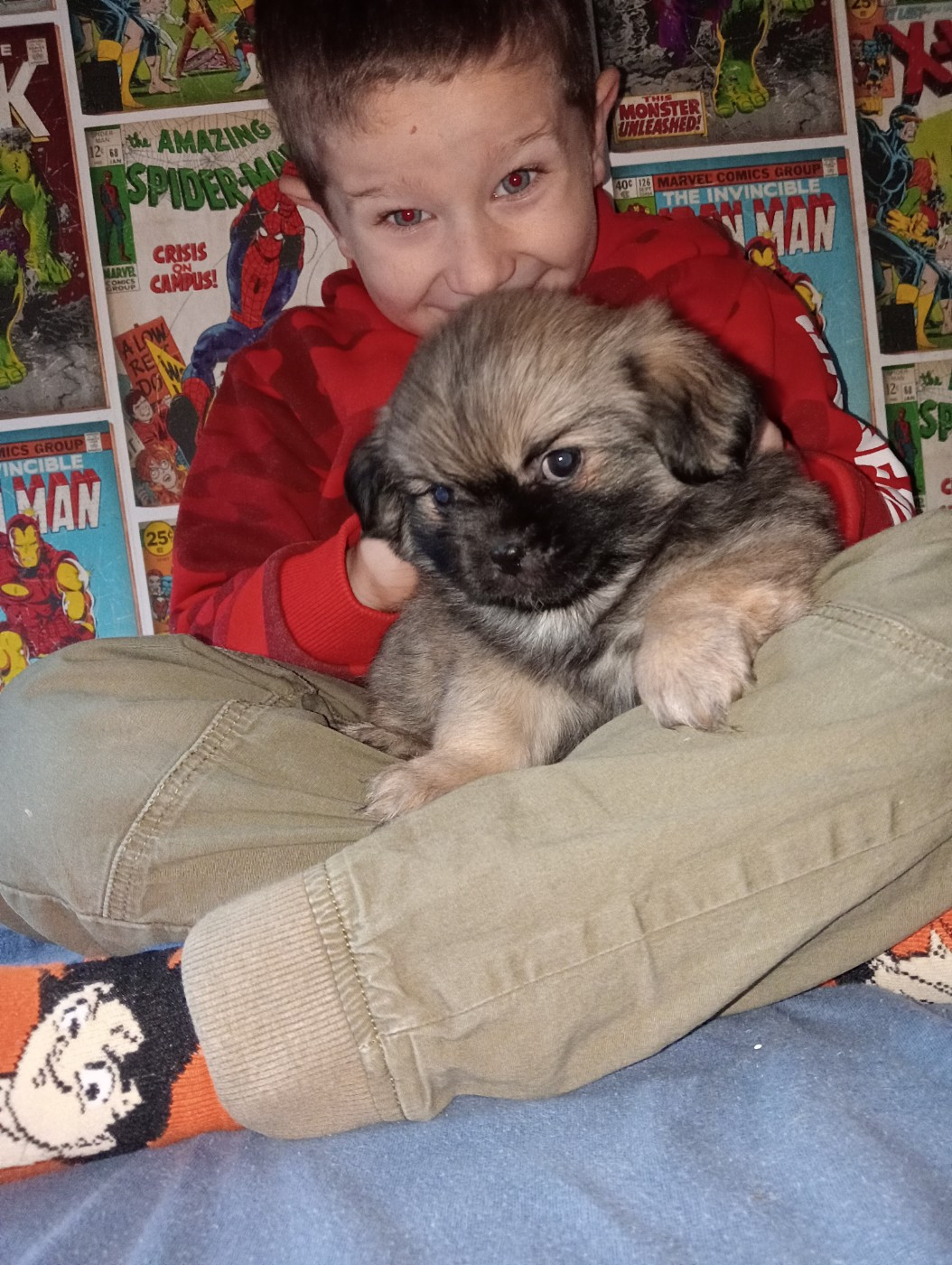 Chiot Epagneul tibetain De La Baie Des Samariens