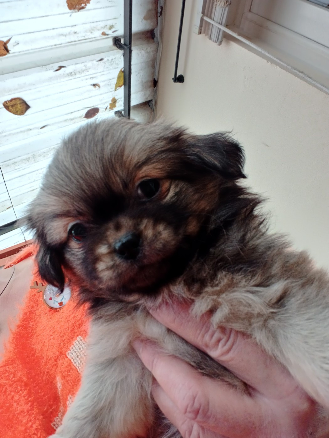 De La Baie Des Samariens - Chiots disponibles - Epagneul tibetain