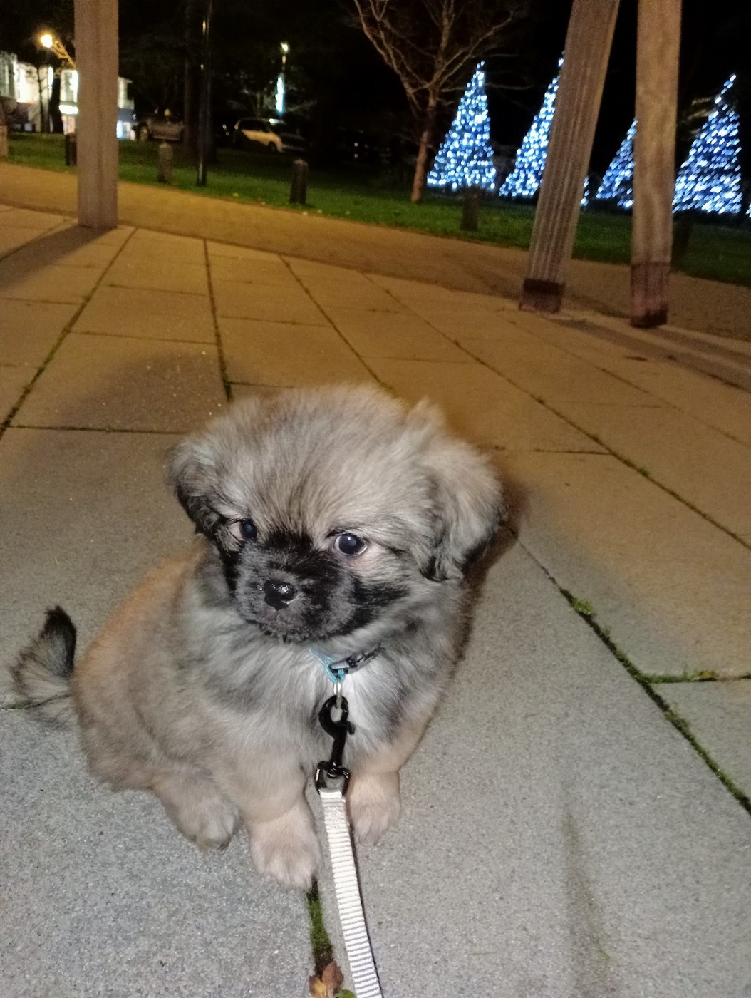 De La Baie Des Samariens - Chiots disponibles - Epagneul tibetain