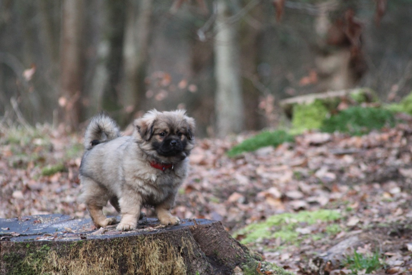 De La Baie Des Samariens - Chiots disponibles - Epagneul tibetain