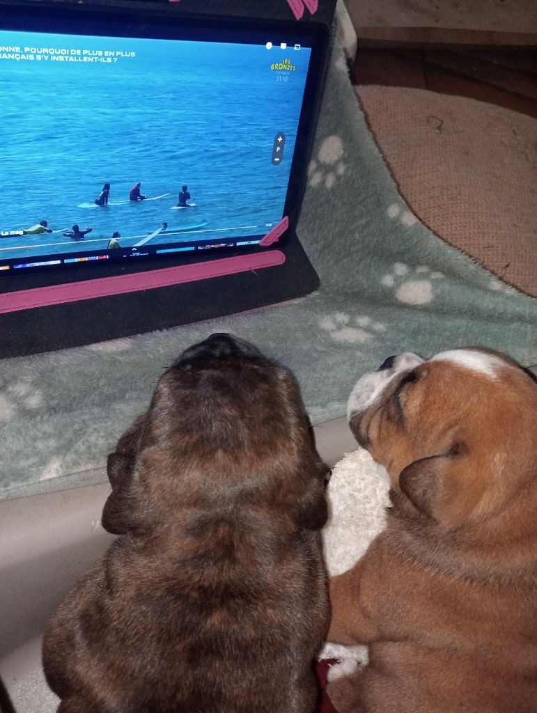 Chiot Bulldog continental De La Baie Des Samariens