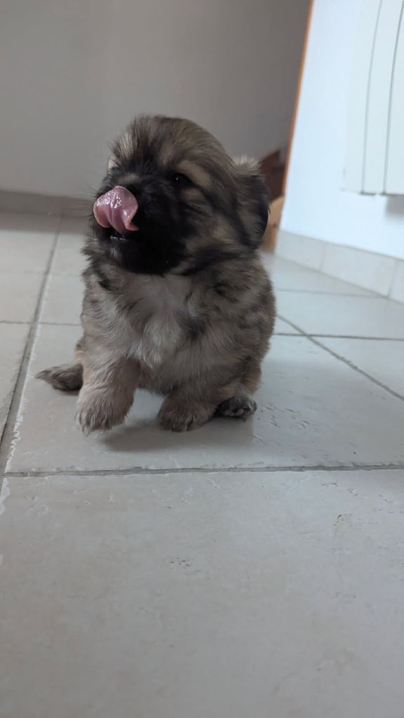 De La Baie Des Samariens - Chiots disponibles - Epagneul tibetain
