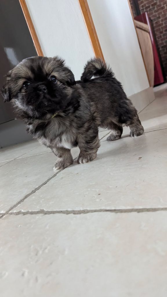 De La Baie Des Samariens - Chiots disponibles - Epagneul tibetain