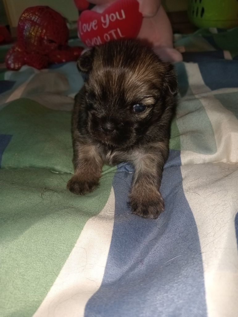 De La Baie Des Samariens - Chiots disponibles - Epagneul tibetain