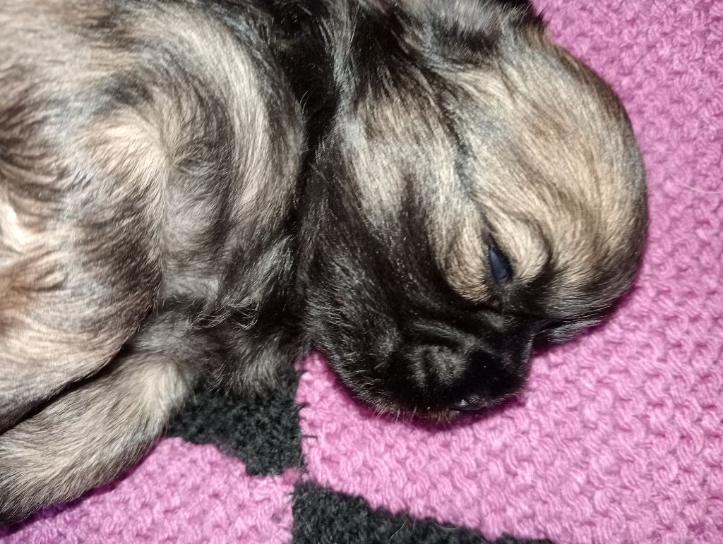 De La Baie Des Samariens - Chiots disponibles - Epagneul tibetain