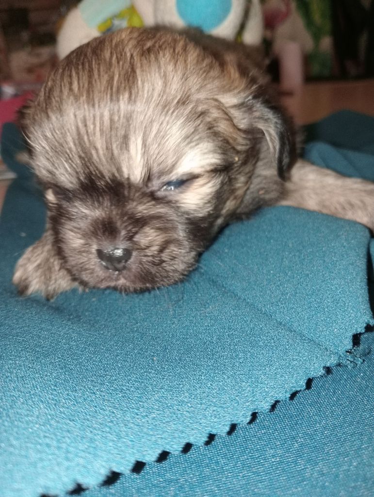 De La Baie Des Samariens - Chiots disponibles - Epagneul tibetain