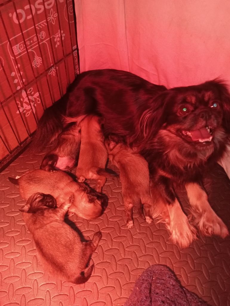 Chiot Epagneul tibetain De La Baie Des Samariens