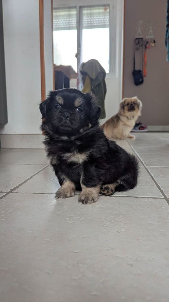 De La Baie Des Samariens - Chiots disponibles - Epagneul tibetain